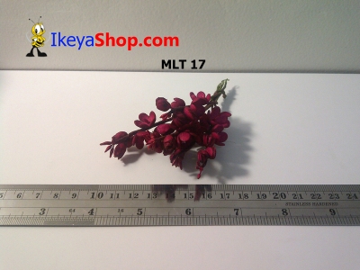 MLT 17  large2